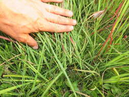 Image of Andropogon appendiculatus Nees