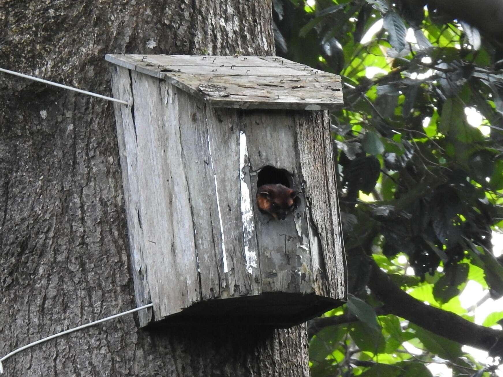 Image of Giant Flying Squirrels