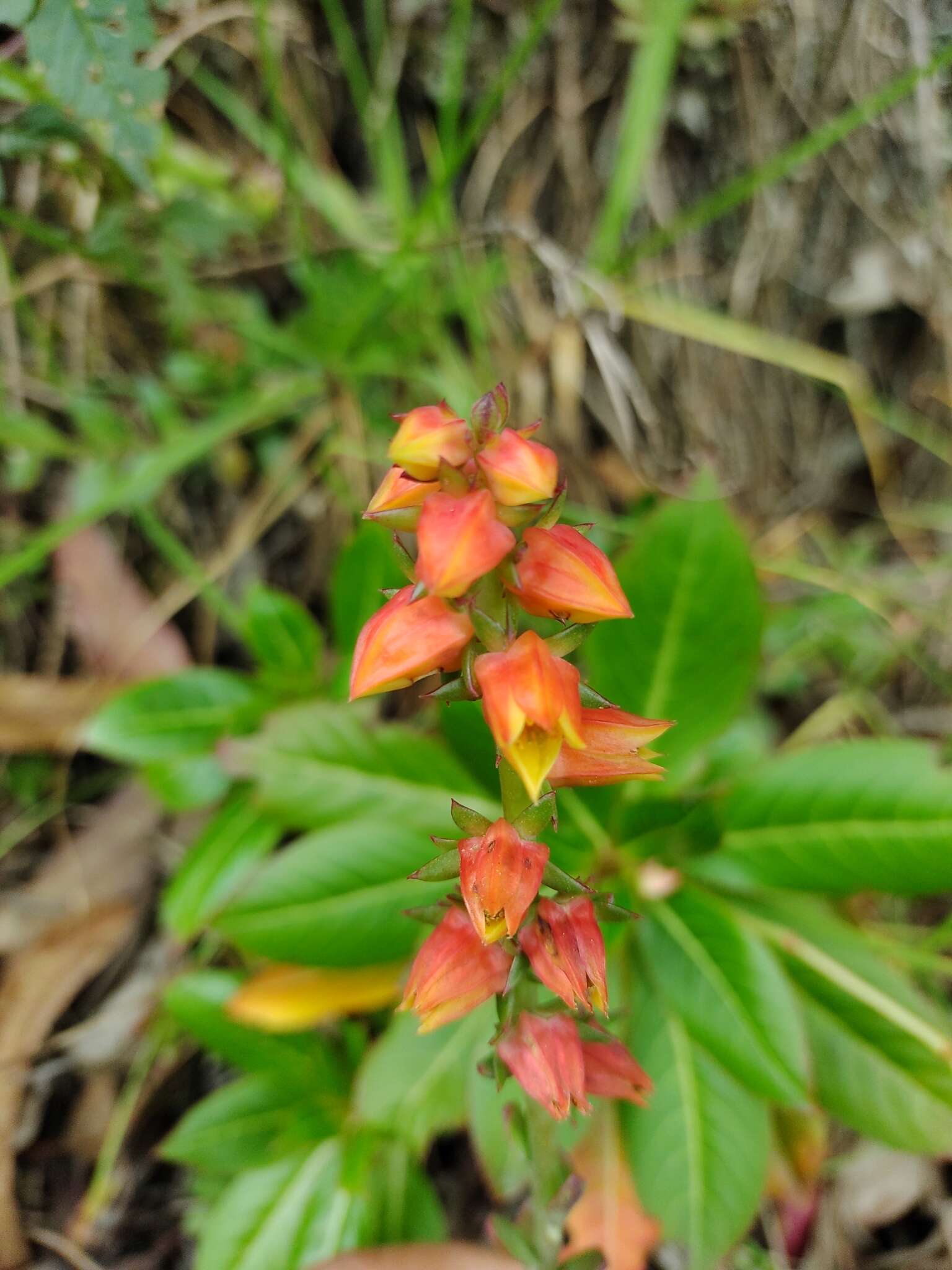 Image of Echeveria bicolor (Kunth) Walther