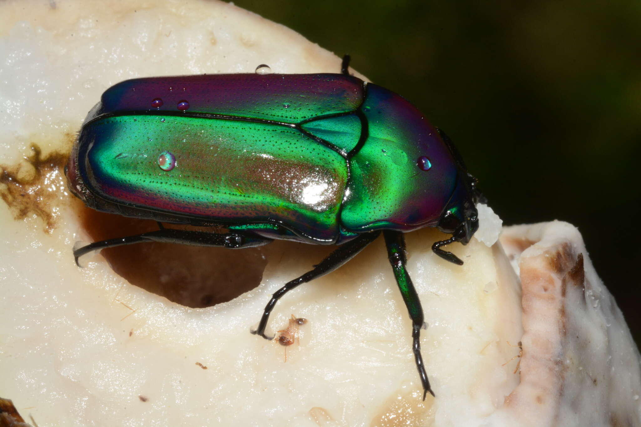 Image of Chlorocala africana oertzeni (Kolbe 1895)