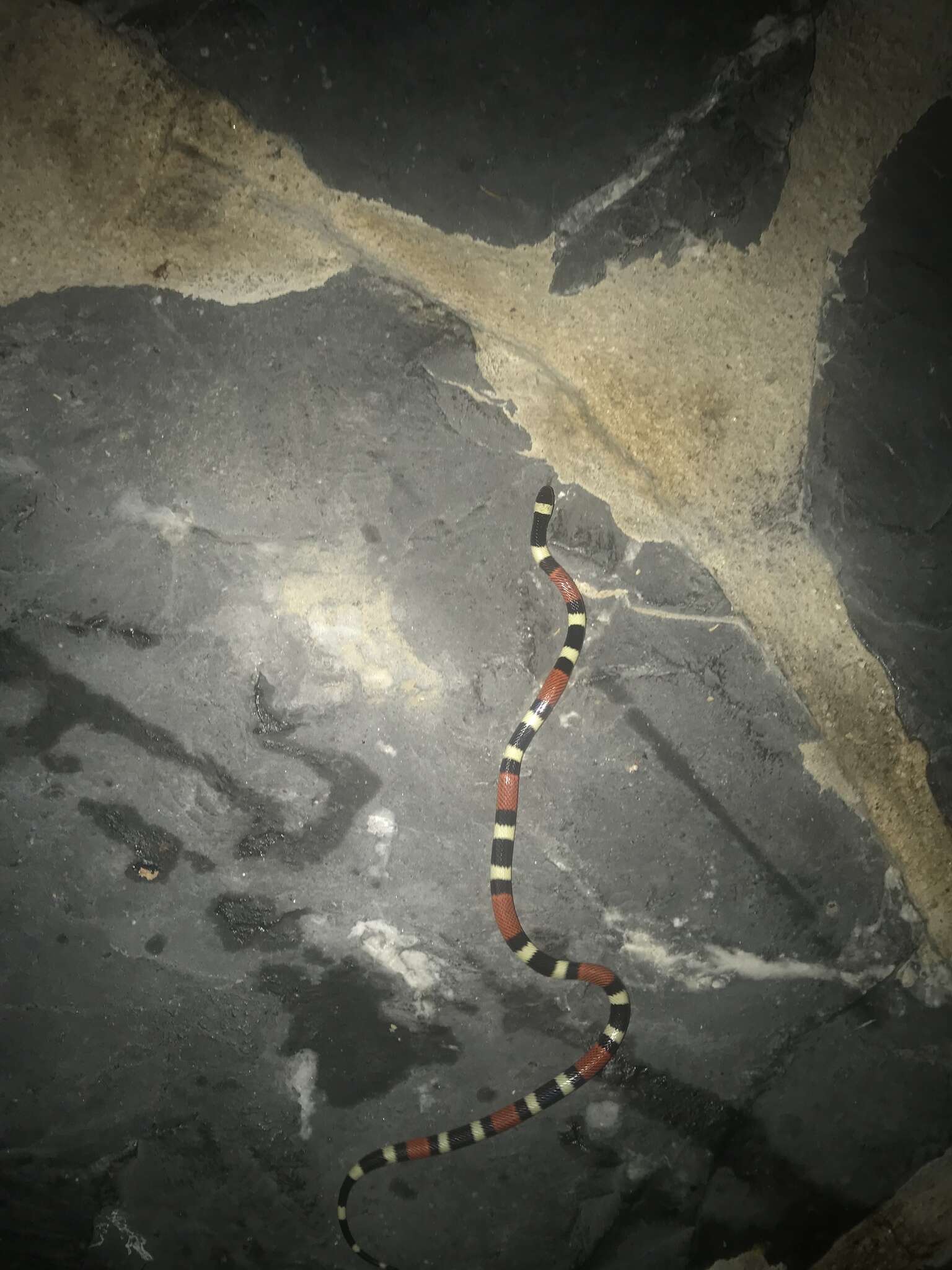 Image of Balsan Coral Snake