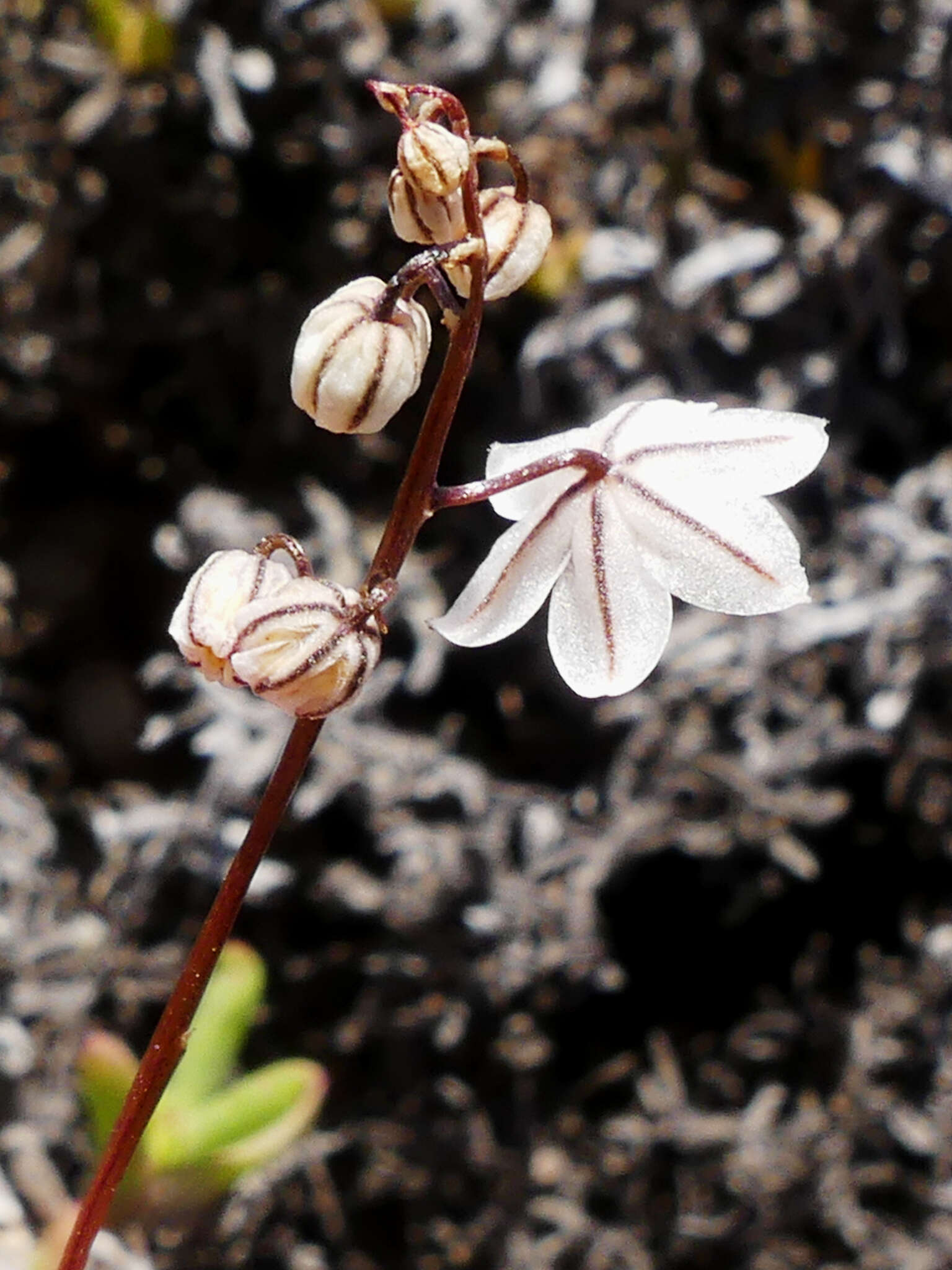 Image of Drimia albiflora (B. Nord.) J. C. Manning & Goldblatt