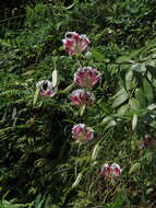 Image of Lilium speciosum var. gloriosoides Baker