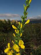 Image of Cytisus scoparius subsp. insularis