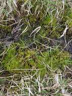 Image of Cow-horn Bog-moss