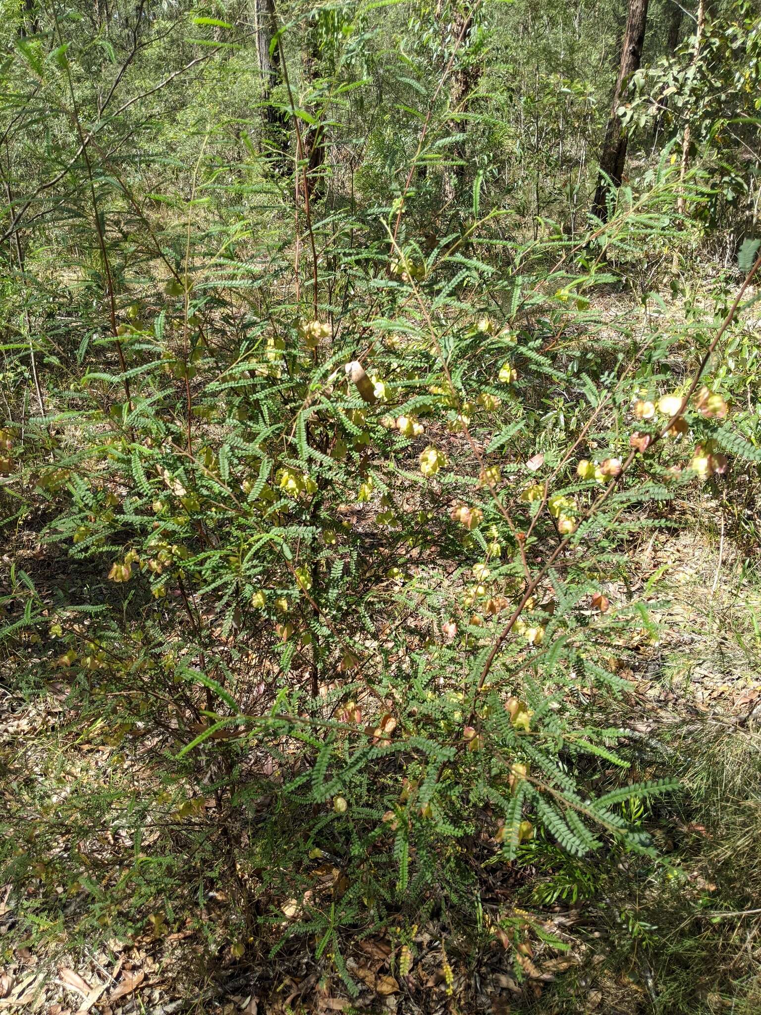 Image of Dodonaea multijuga G. Don