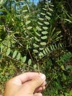 Image of clusterspike false indigo