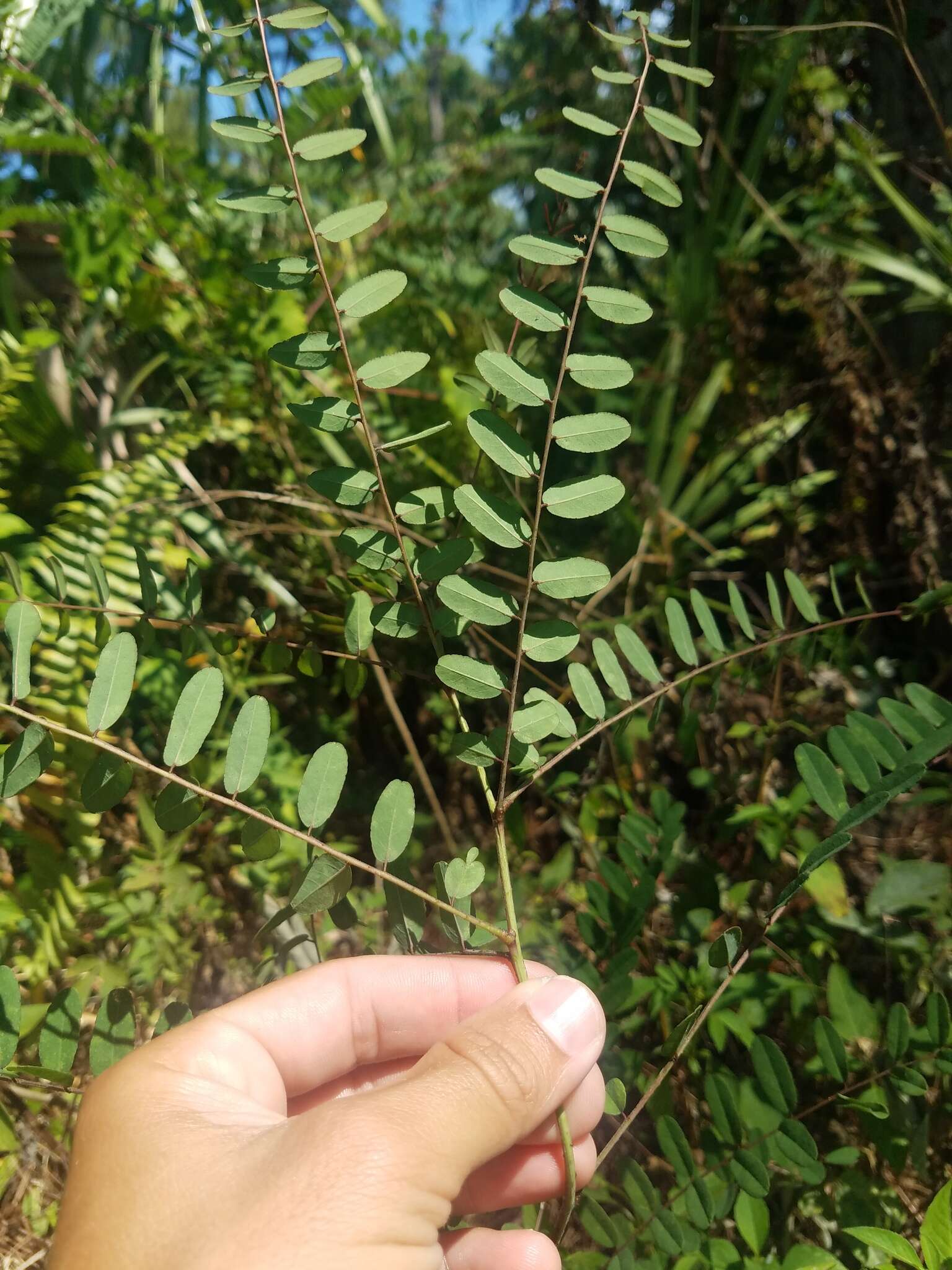 Image of clusterspike false indigo