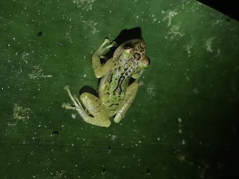 Image of Chiriboga robber frog