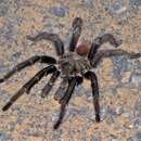 Image of Bolivian Redrump Tarantula