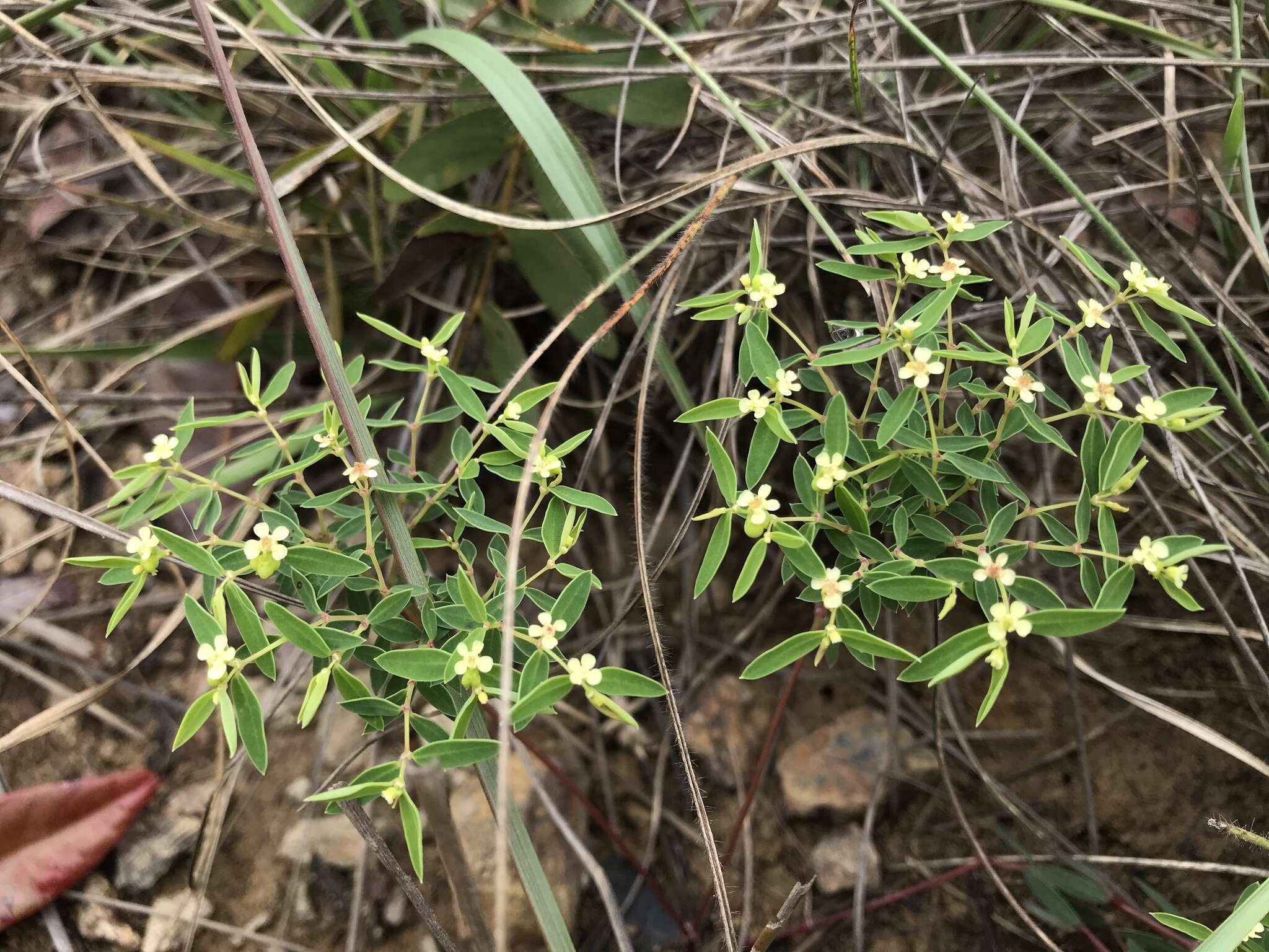 Image of Euphorbia potentilloides Boiss.