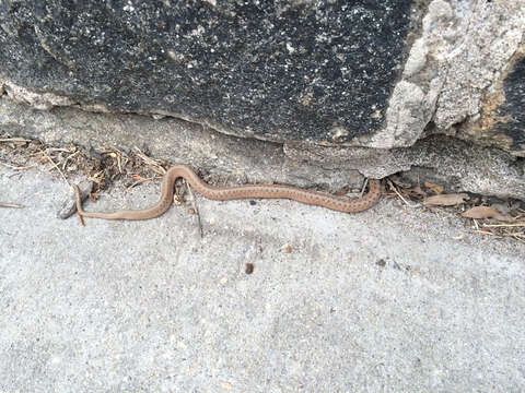 Image of brown-bellied snakes