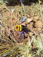 Plancia ëd Xylocopa olivacea (Fabricius 1778)