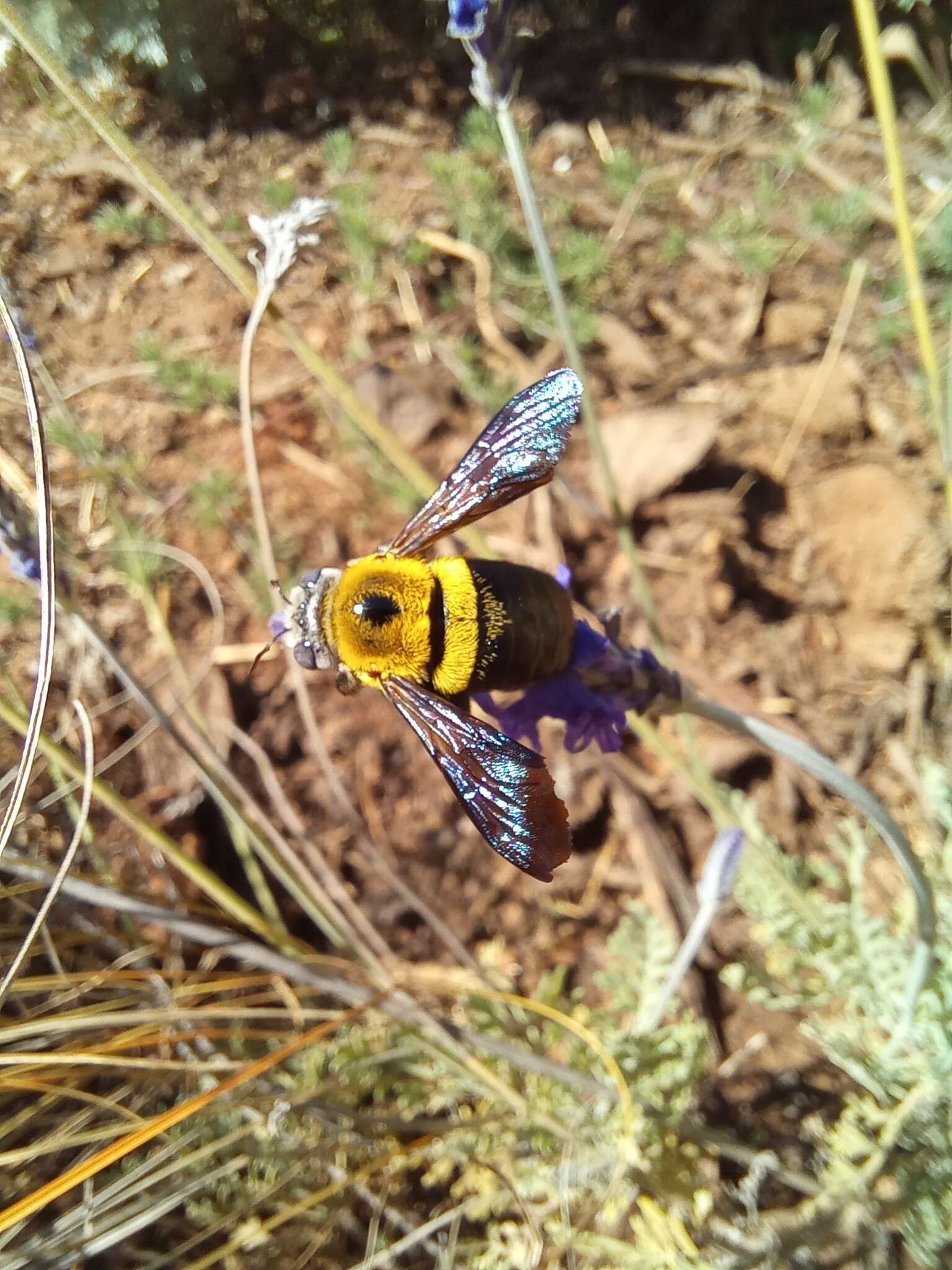 Plancia ëd Xylocopa olivacea (Fabricius 1778)