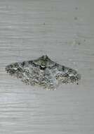 Image of Double-lined Gray Moth