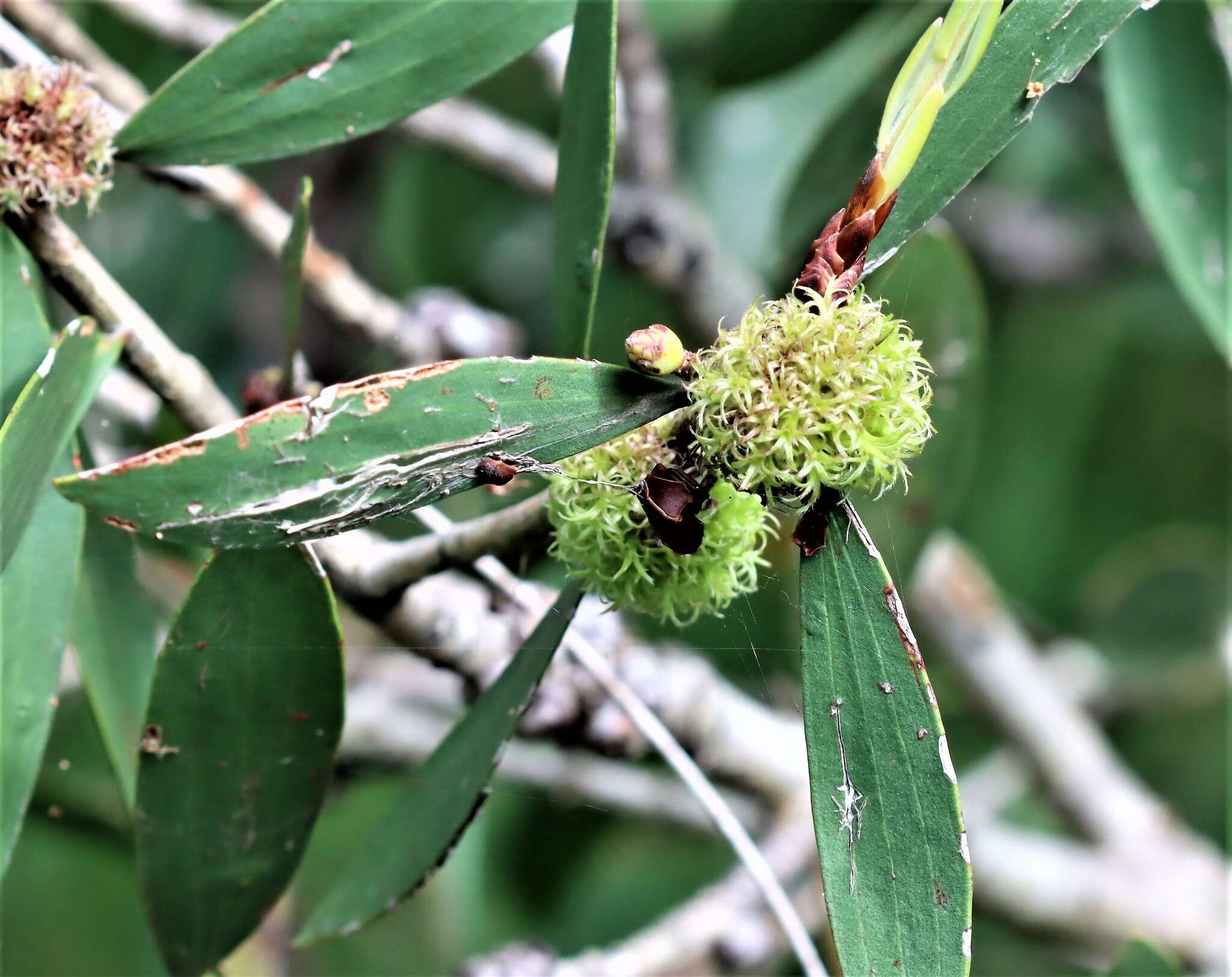 Sivun Beesonia ferrugineus (Froggatt 1921) kuva