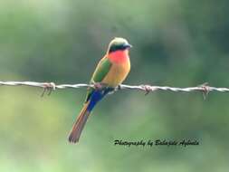 Image of Red-throated Bee-eater