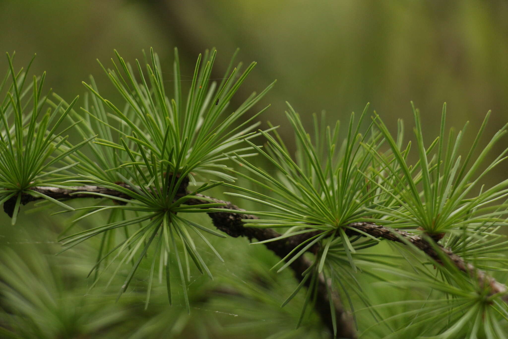 Image of Sikkim Larch