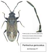 Image of Peritrechus geniculatus (Hahn 1833)