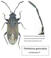 Peritrechus geniculatus (Hahn 1833) resmi