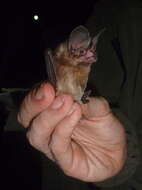 Image of pygmy round-eared bat