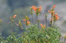 Image of Cape honeysuckle