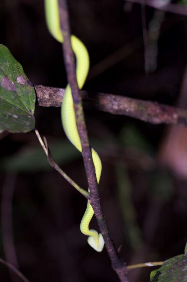 Sivun <i>Trimeresurus sabahi fucatus</i> kuva