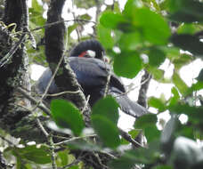 Image of Hartlaub's Turaco