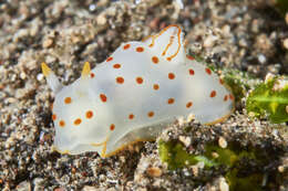 Image of Red spotted transluscent slug