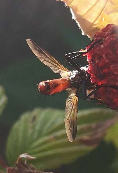 Image de Cylindromyia bicolor (Olivier 1811)