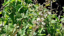 Слика од Rubus cochinchinensis Tratt.