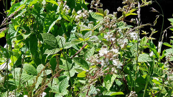 Rubus cochinchinensis Tratt. resmi