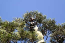 Image of Mountain cedar