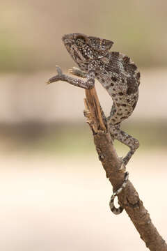 Image of Arabian Chameleon