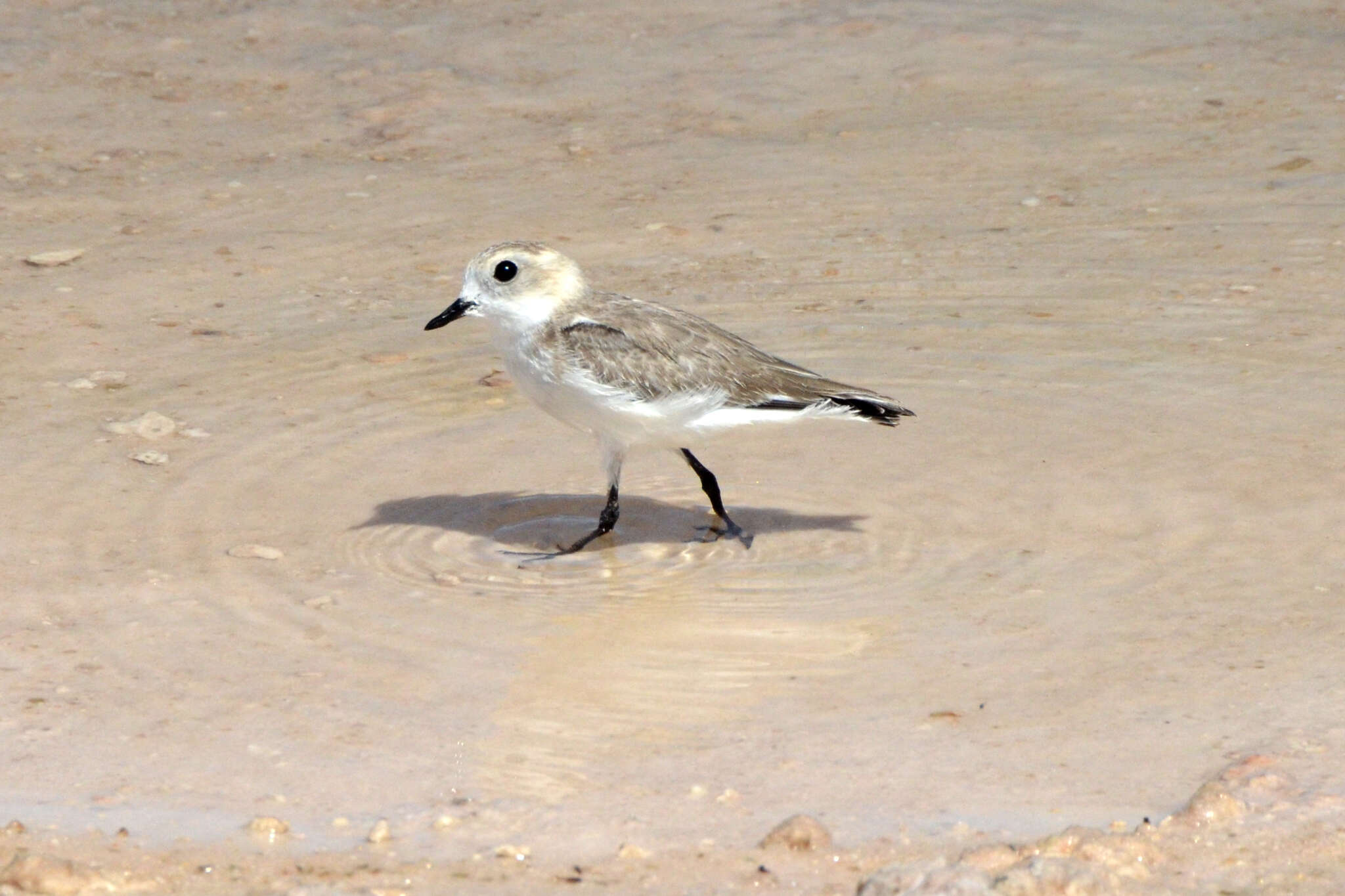 Image of Puna Plover