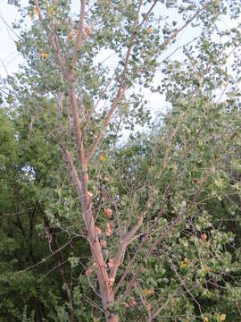 Image of Populus deltoides subsp. wislizenii (S. Wats.) Eckenwalder