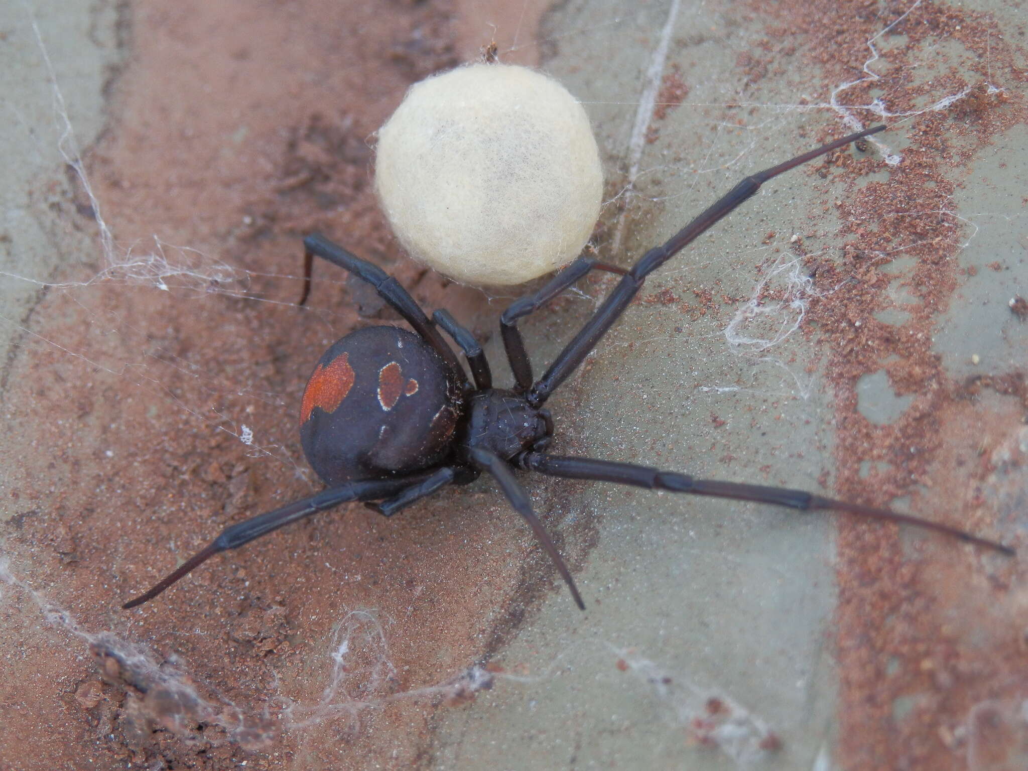 Image of Redback spider