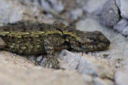 Image of Anahuacan Bunchgrass Lizard