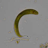 Image of Lepocinclis fusca