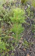 Image of Hakea drupacea (C. F. Gaertn.) Roem. & Schult.