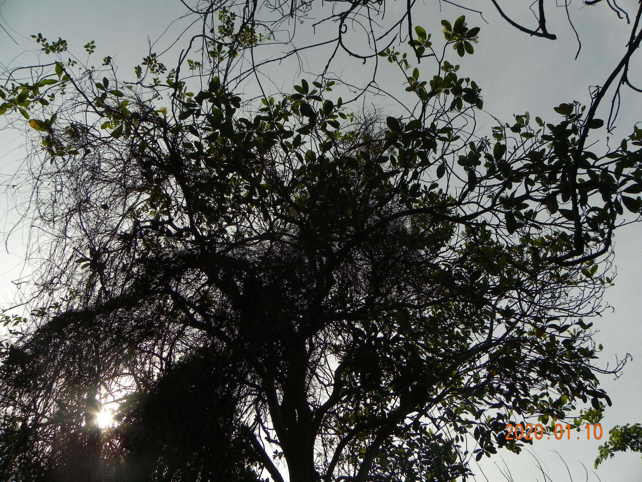 Image of Tabebuia cassinoides (Lam.) DC.