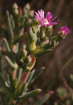 Imagem de Phiambolia longifolia Klak