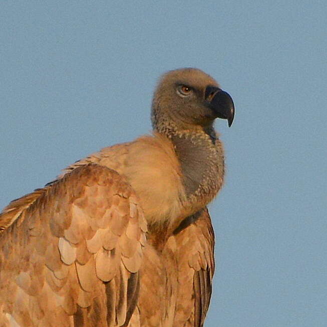 Image of Cape Griffon