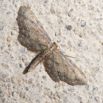 Image of Idaea incalcarata Chrétien 1913