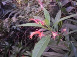 Imagem de Lobelia persicifolia Lam.