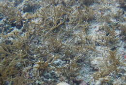 Image of Red algae