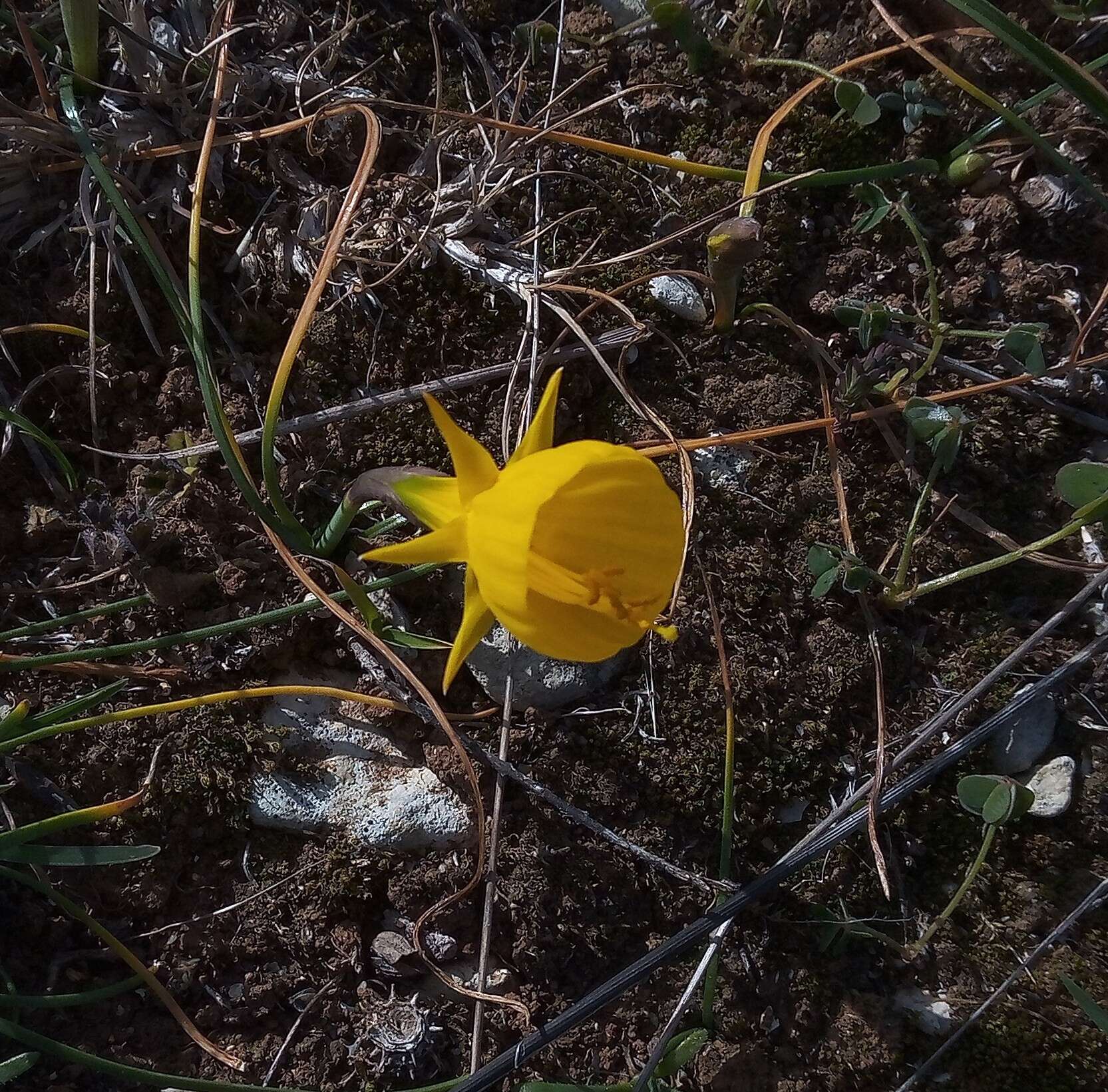 Image of petticoat daffodil