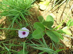 Image of Ipomoea crassipes Hook.