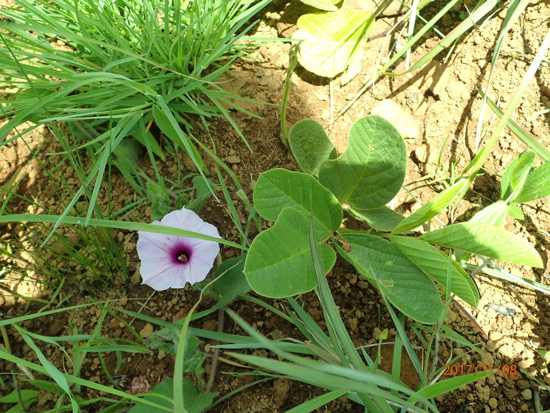 Image of Ipomoea crassipes Hook.