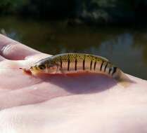 Image of Striped Killifish